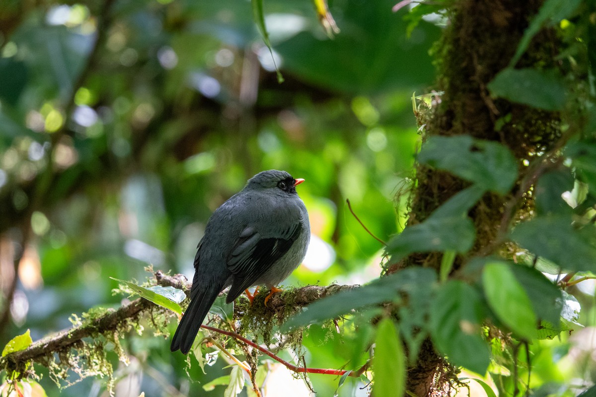 Black-faced Solitaire - ML617329967