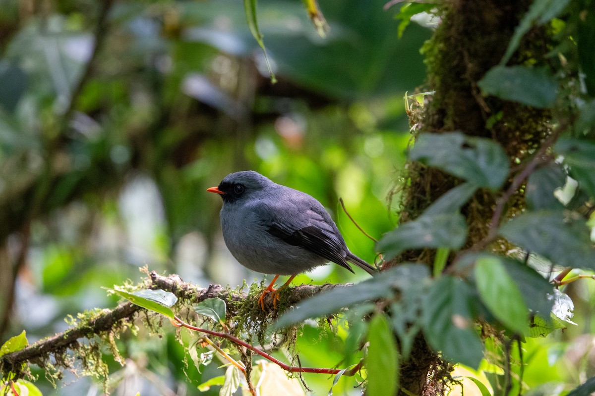 Black-faced Solitaire - ML617329973