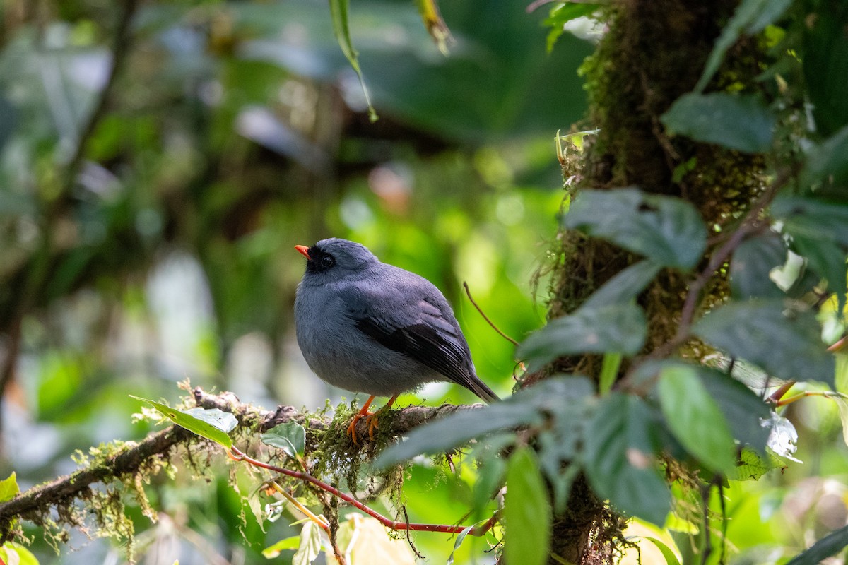 Black-faced Solitaire - ML617329975