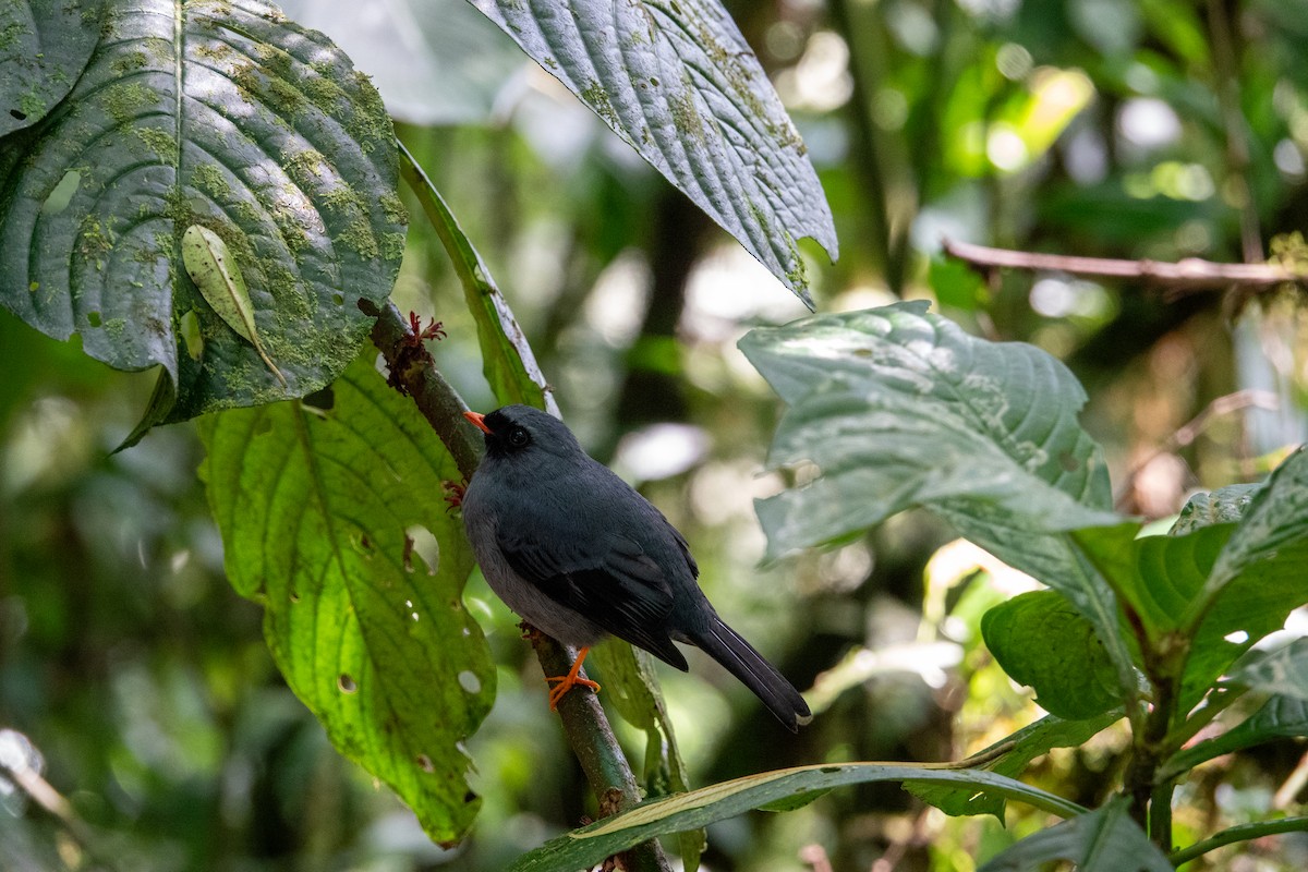 Black-faced Solitaire - ML617329979