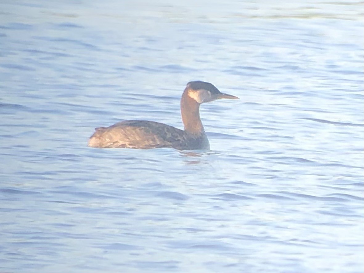 Red-necked Grebe - ML617330063