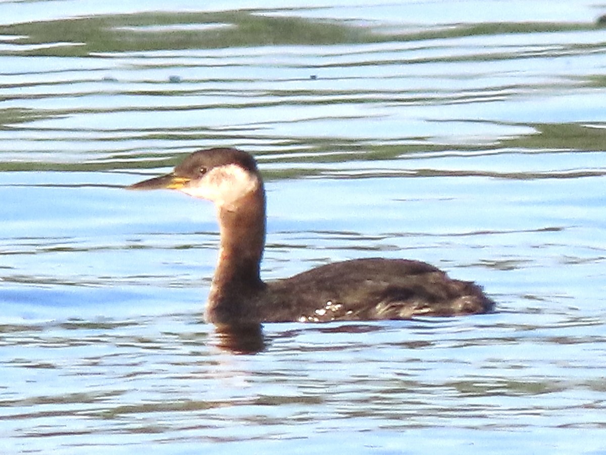 Red-necked Grebe - ML617330064