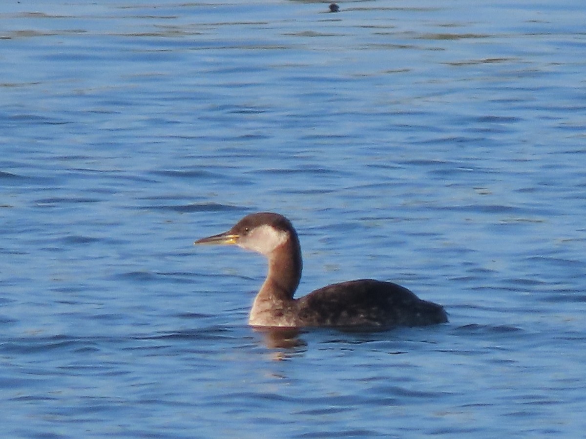 Red-necked Grebe - ML617330065