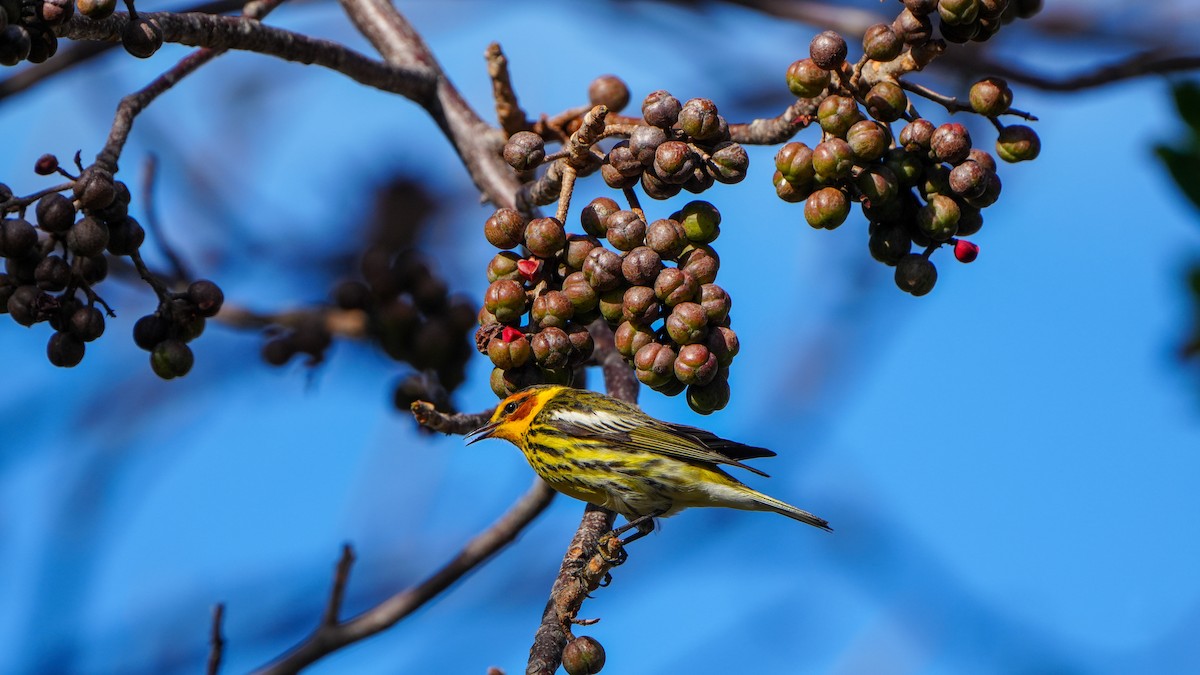 Cape May Warbler - ML617330103
