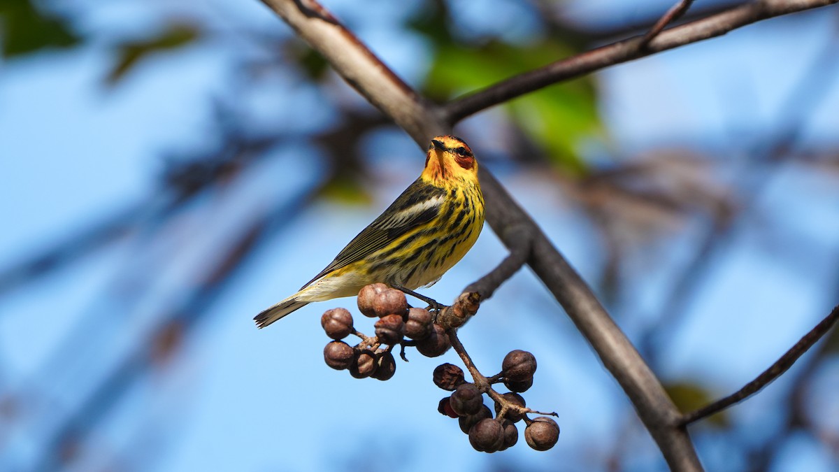 Cape May Warbler - ML617330115