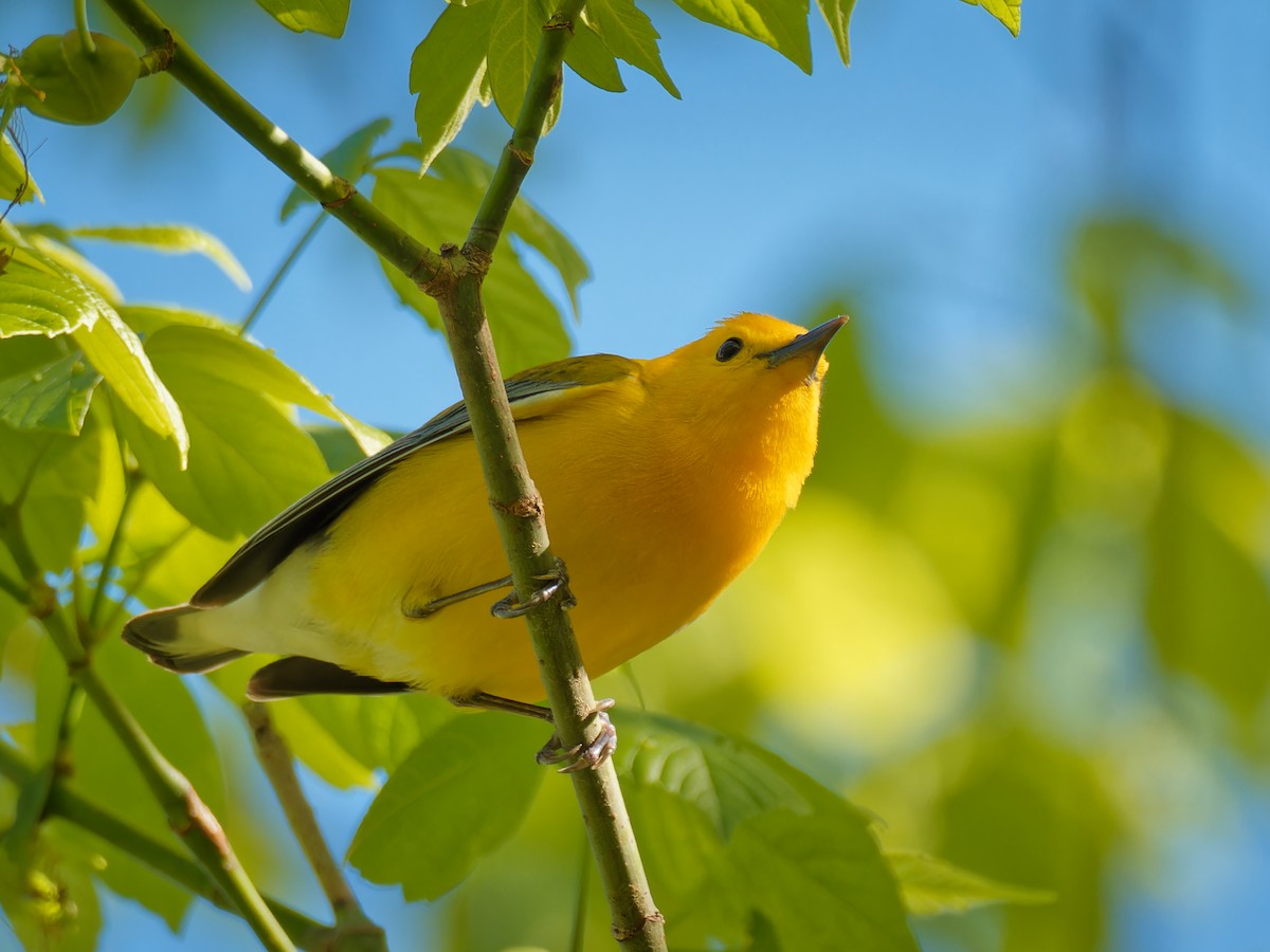 Prothonotary Warbler - ML617330135