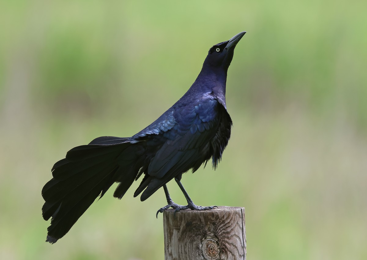 Great-tailed Grackle - ML617330170