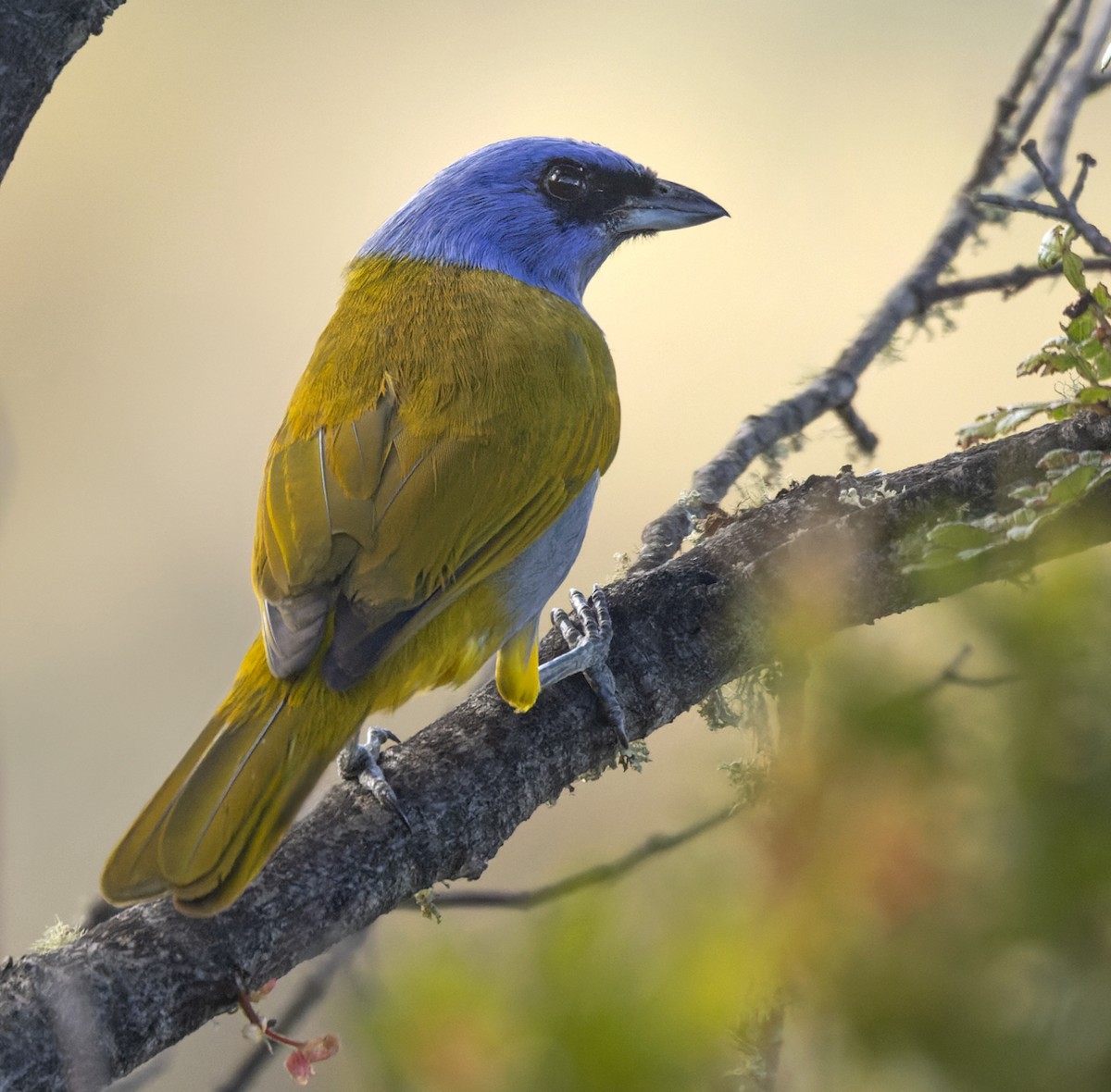 Blue-capped Tanager - ML617330199