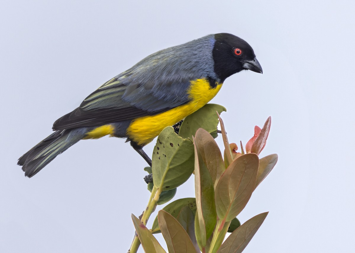 Hooded Mountain Tanager - ML617330201