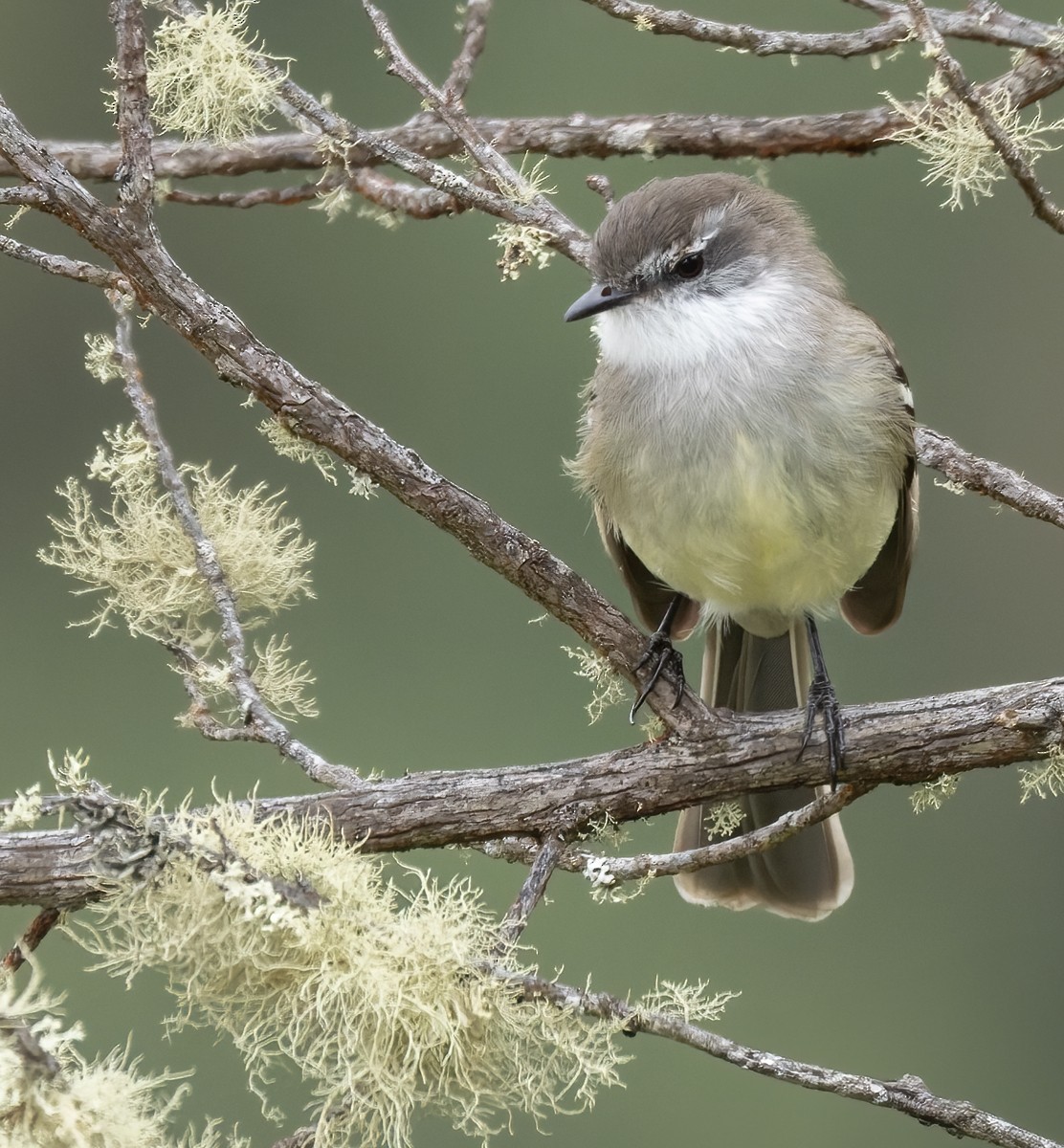 White-throated Tyrannulet - Lars Petersson | My World of Bird Photography