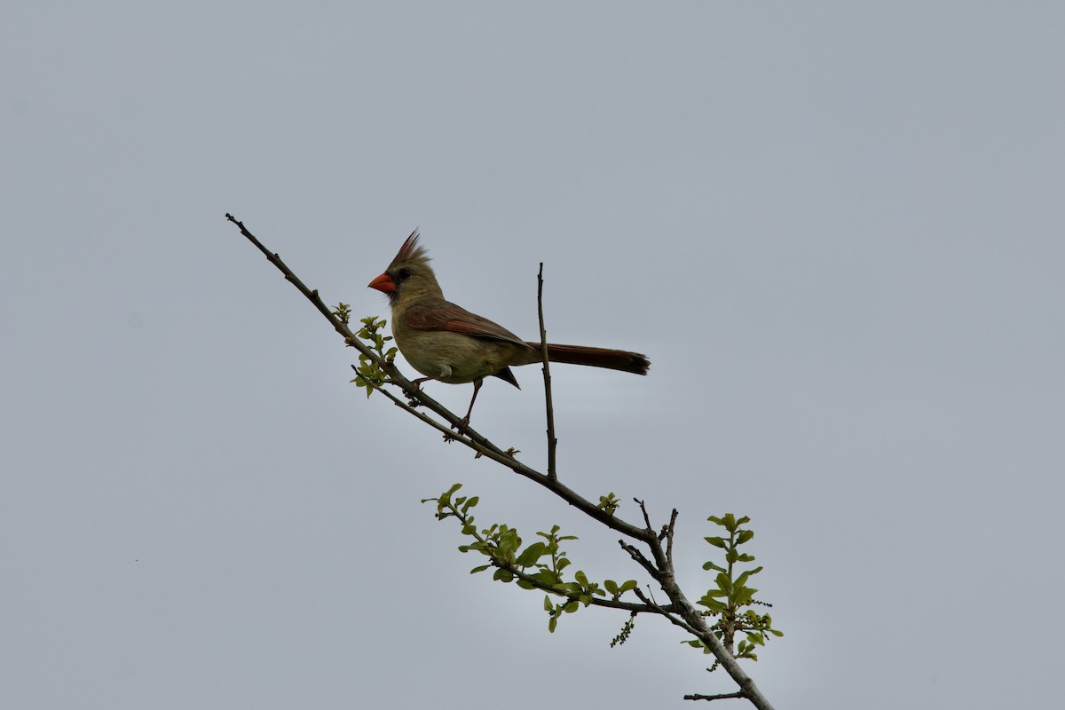 Northern Cardinal (Common) - ML617330228