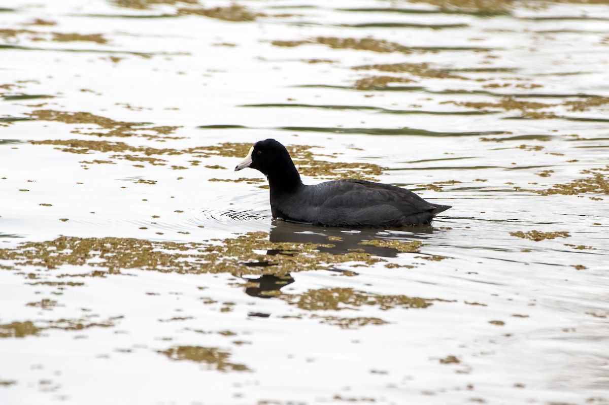 American Coot - Phil Kahler