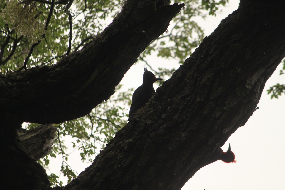 Magellanic Woodpecker - Nuno Gonçalves