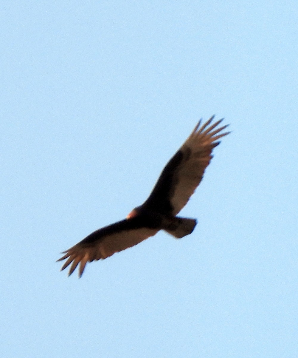Turkey Vulture - ML617330322