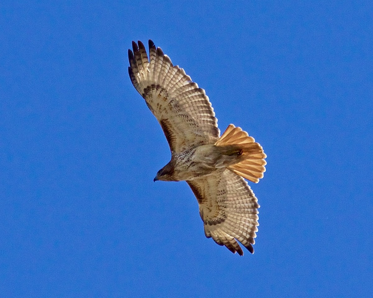 Red-tailed Hawk - ML617330365