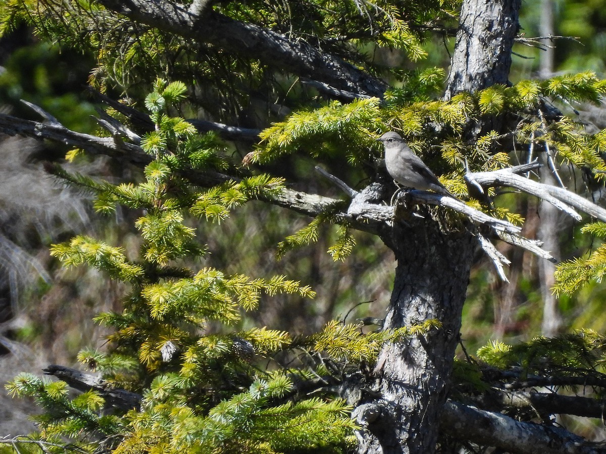 Townsend's Solitaire - Tylor Callahan