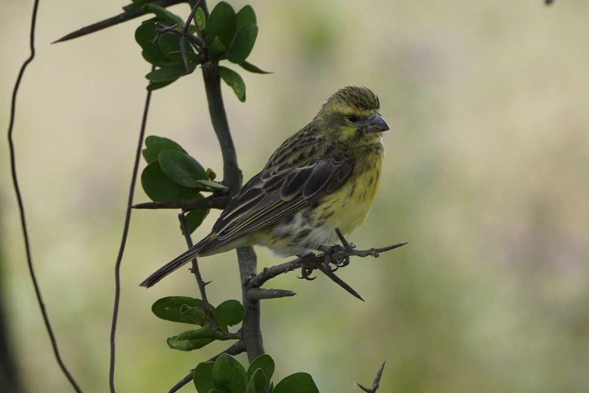 White-bellied Canary - ML617330403