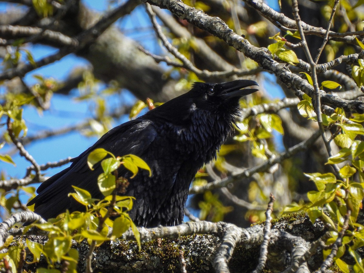 Common Raven - Tylor Callahan