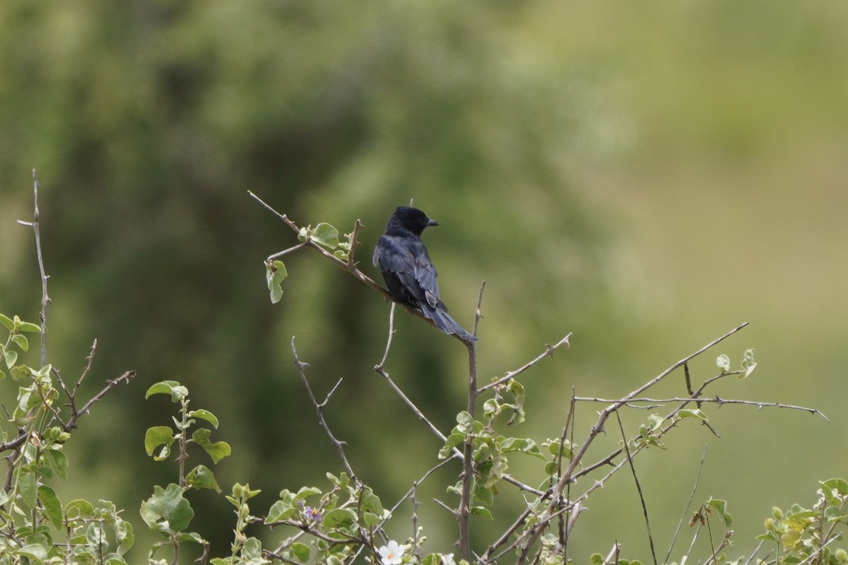 Fork-tailed Drongo - ML617330440