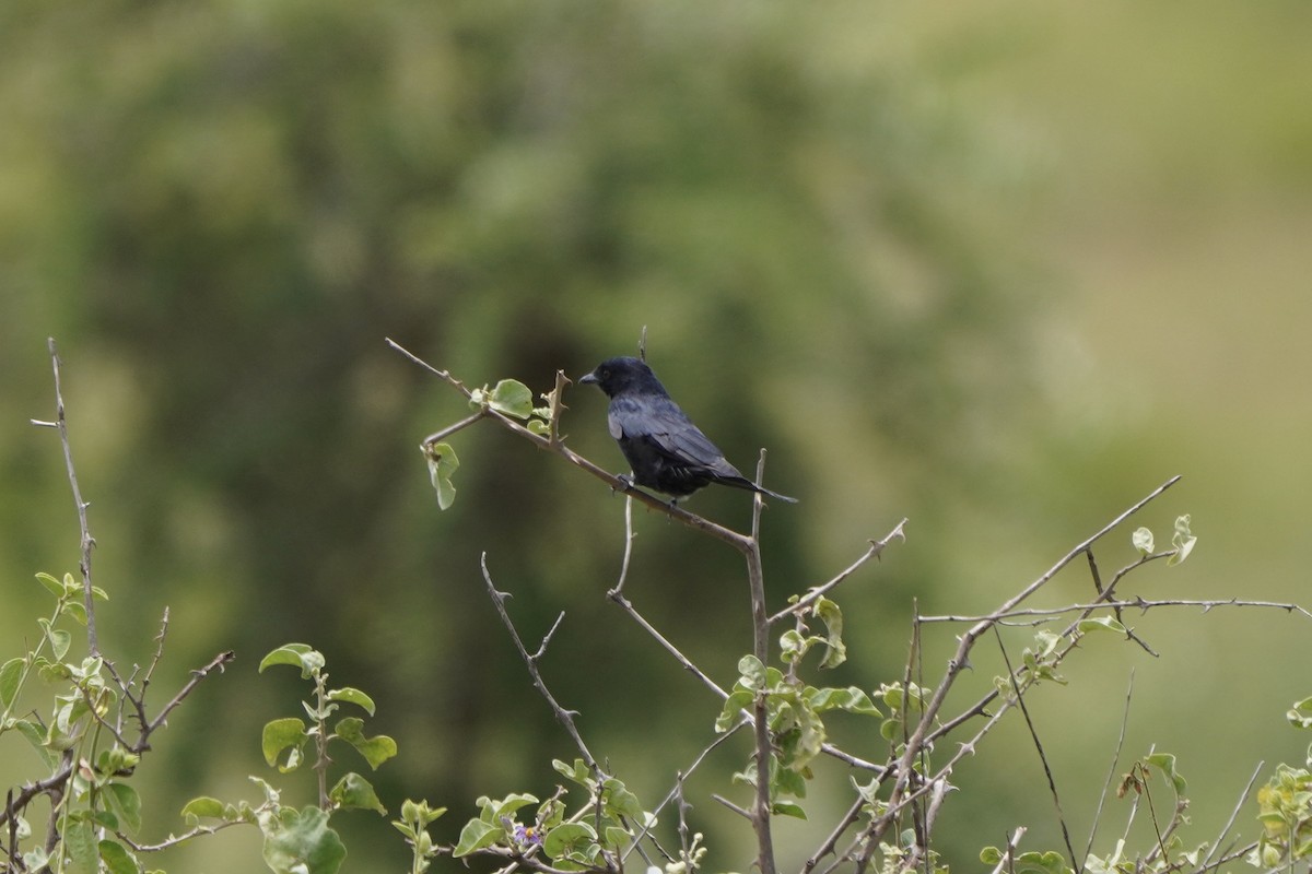 Fork-tailed Drongo - ML617330441