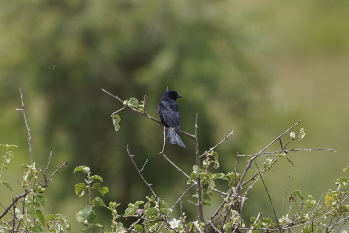 Fork-tailed Drongo - ML617330442