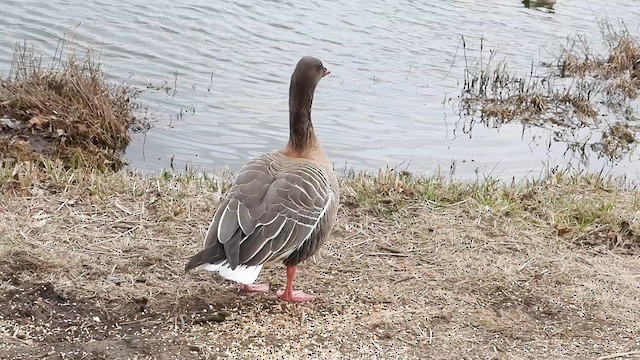 Pink-footed Goose - ML617330472