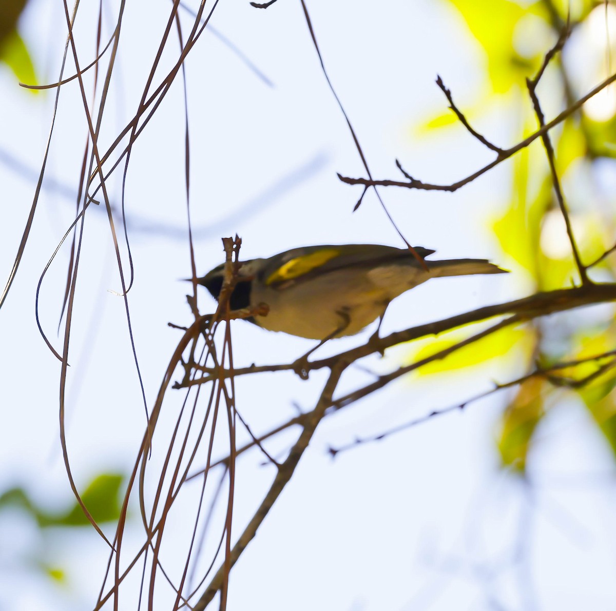 Golden-winged Warbler - Tom Mast