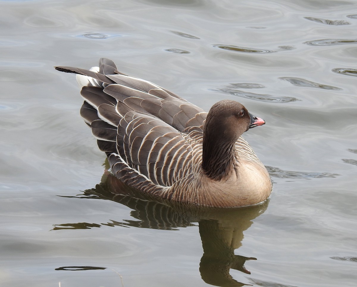 Pink-footed Goose - ML617330657