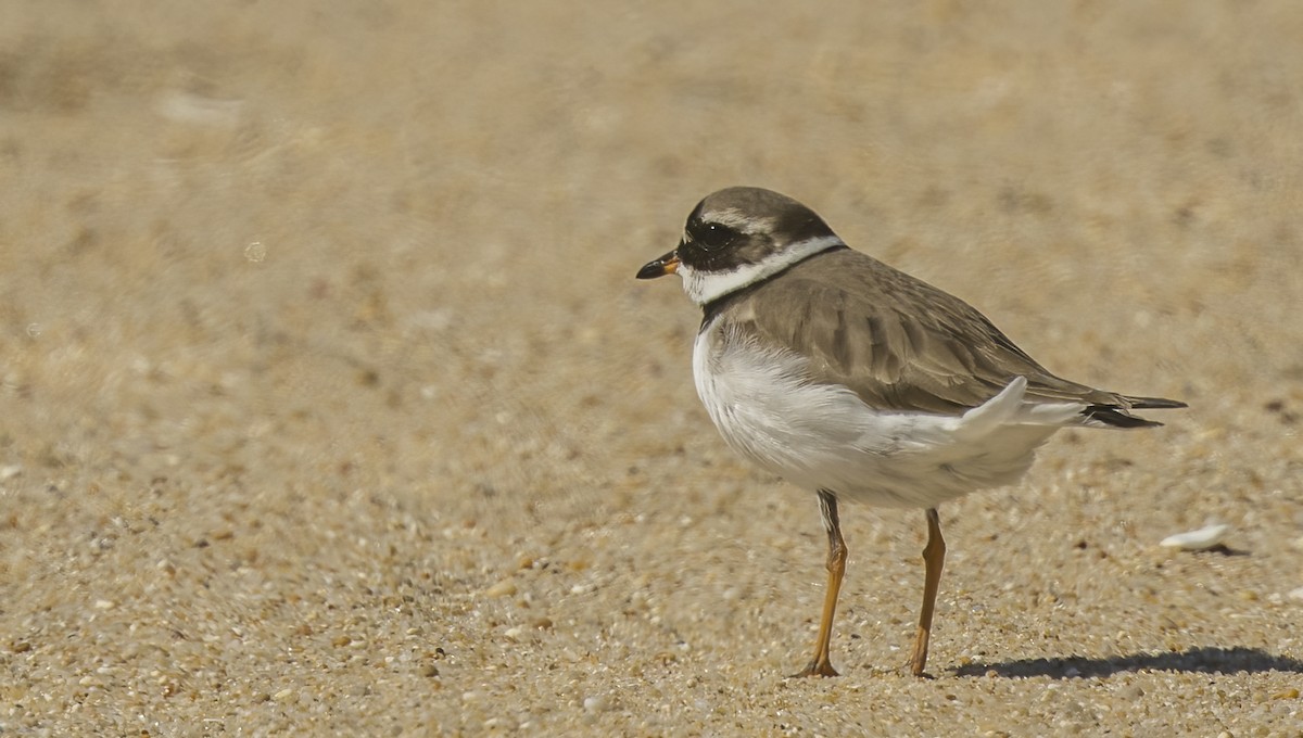 Common Ringed Plover - ML617330660