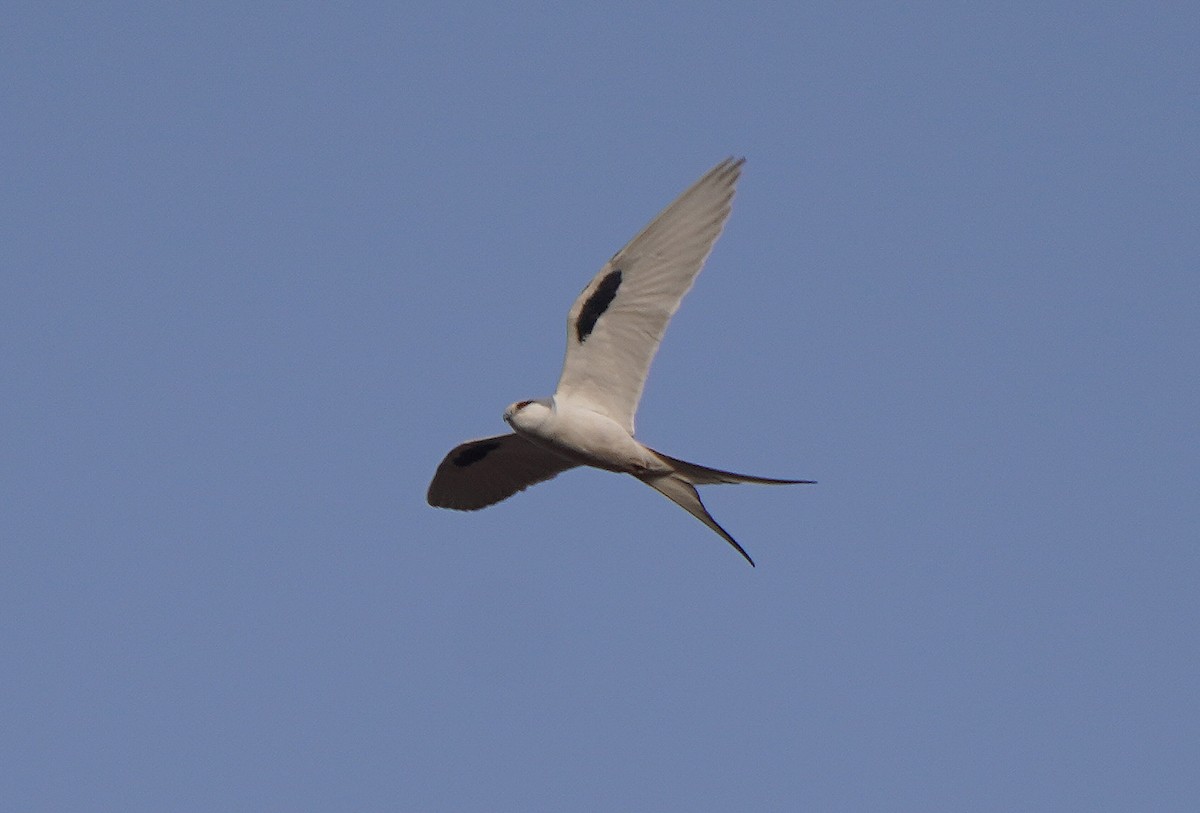 Scissor-tailed Kite - ML617330663
