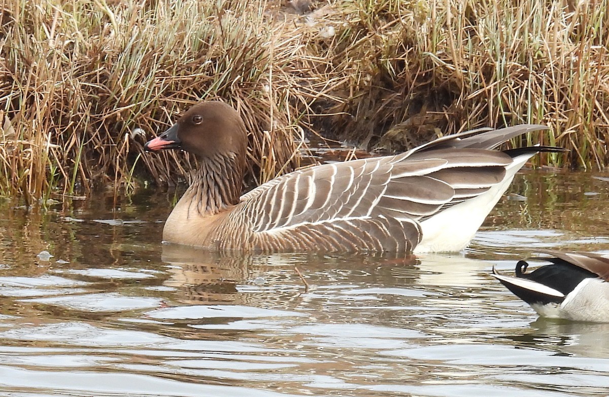Pink-footed Goose - ML617330730