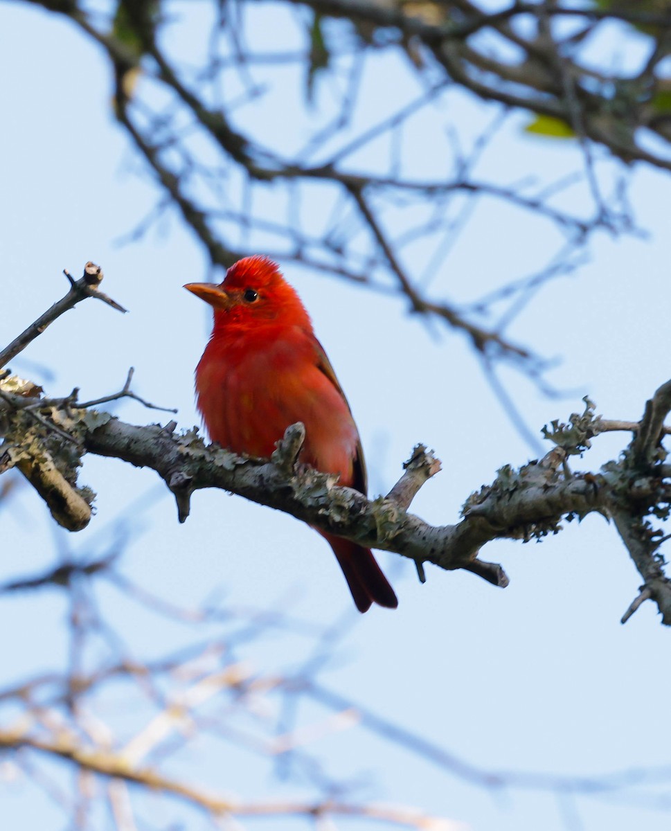 Scarlet Tanager - ML617330742