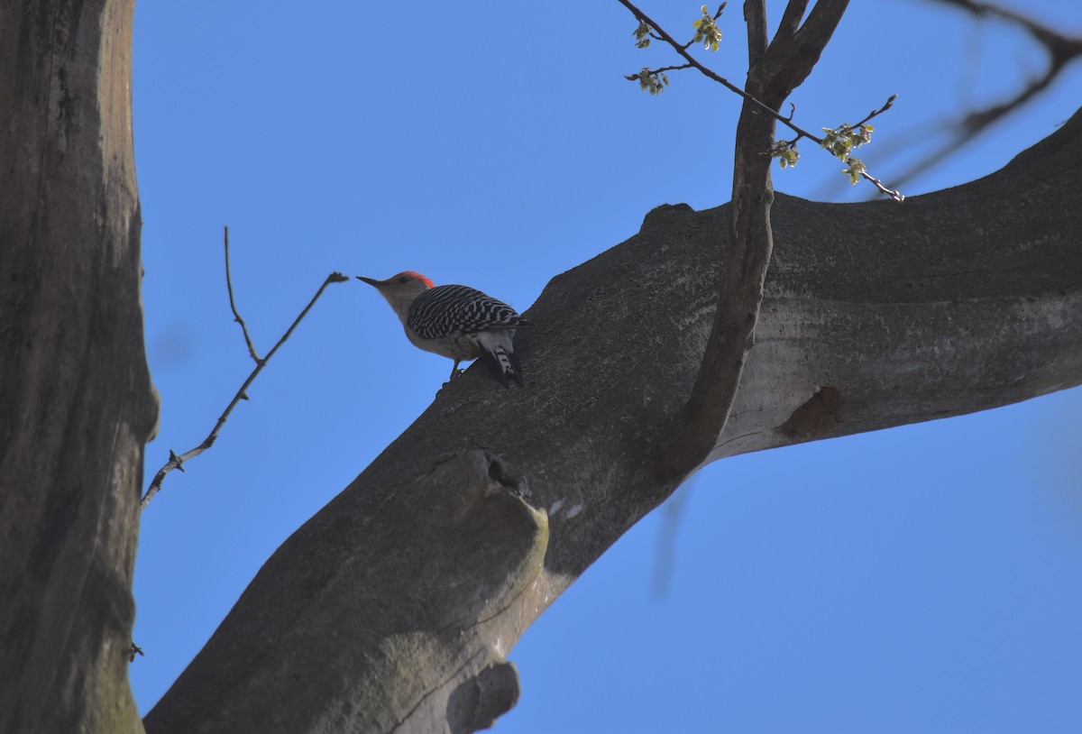 Red-bellied Woodpecker - ML617330812