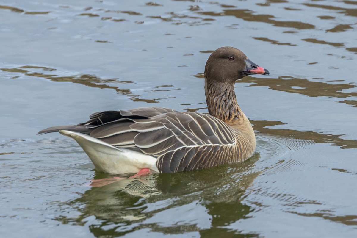 Pink-footed Goose - ML617330822