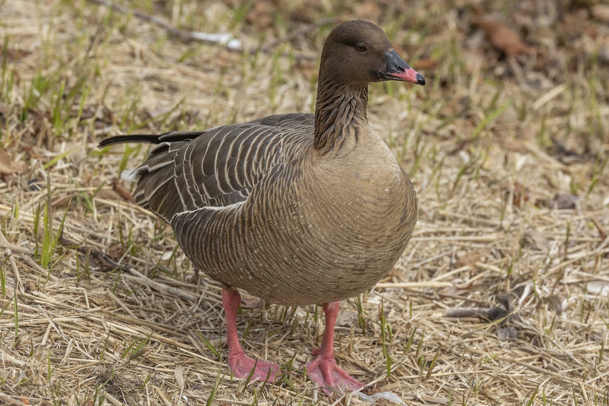 Pink-footed Goose - ML617330823