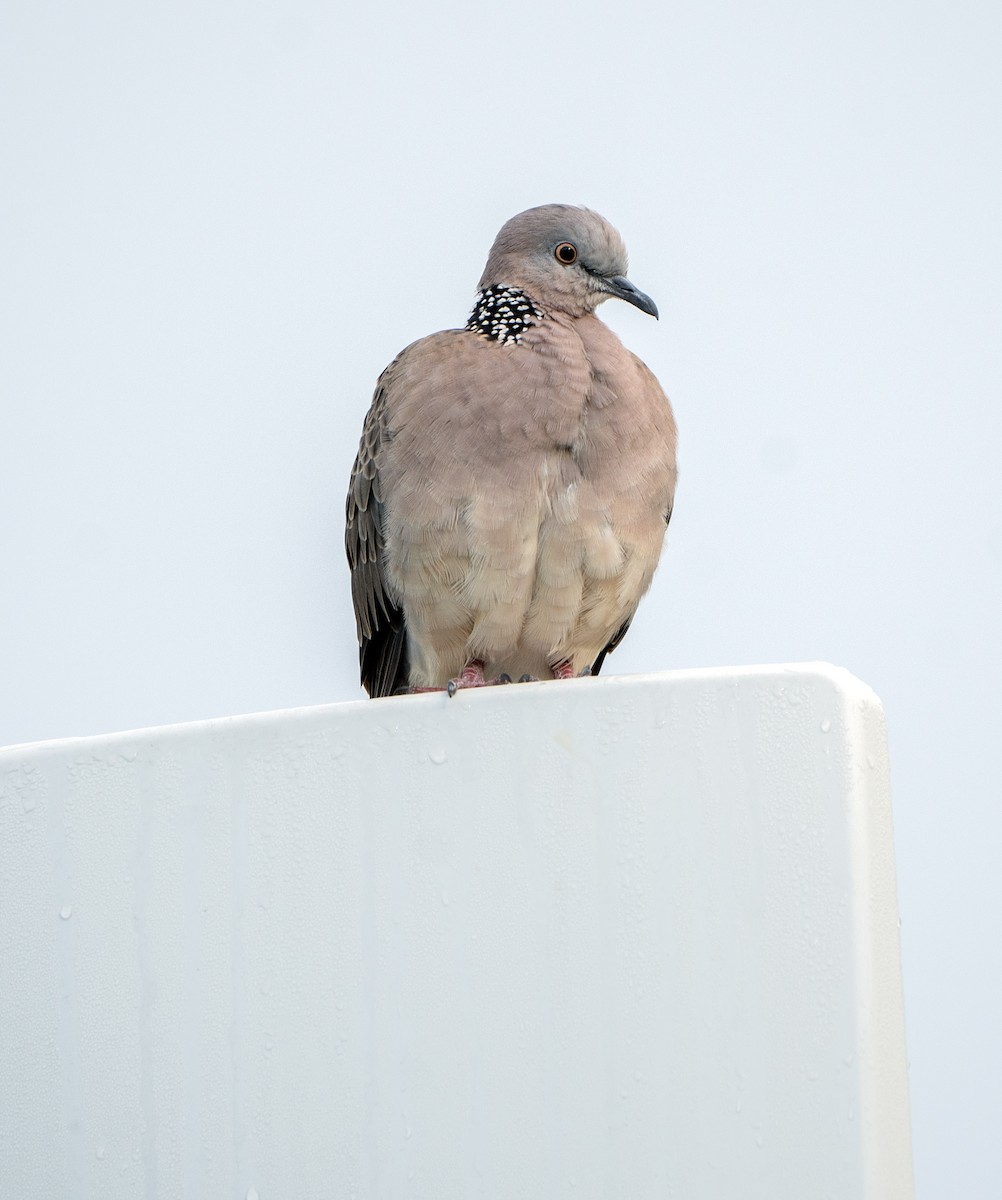 Spotted Dove - ML617330964