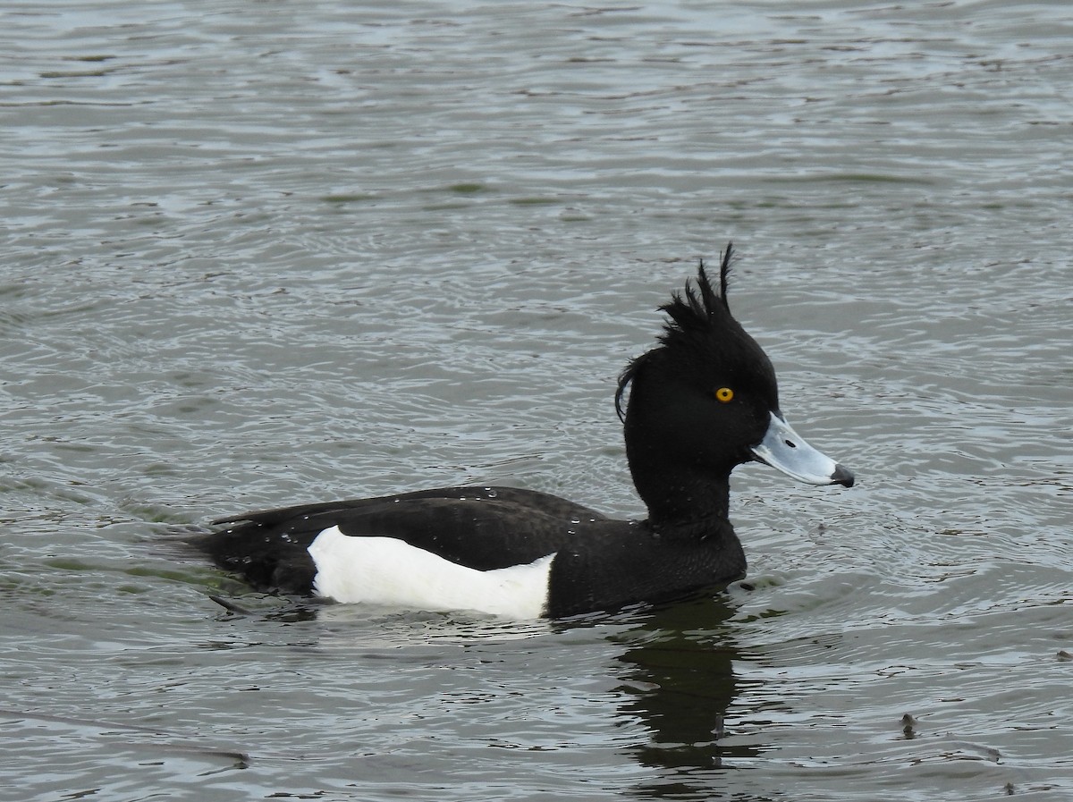Tufted Duck - ML617330969