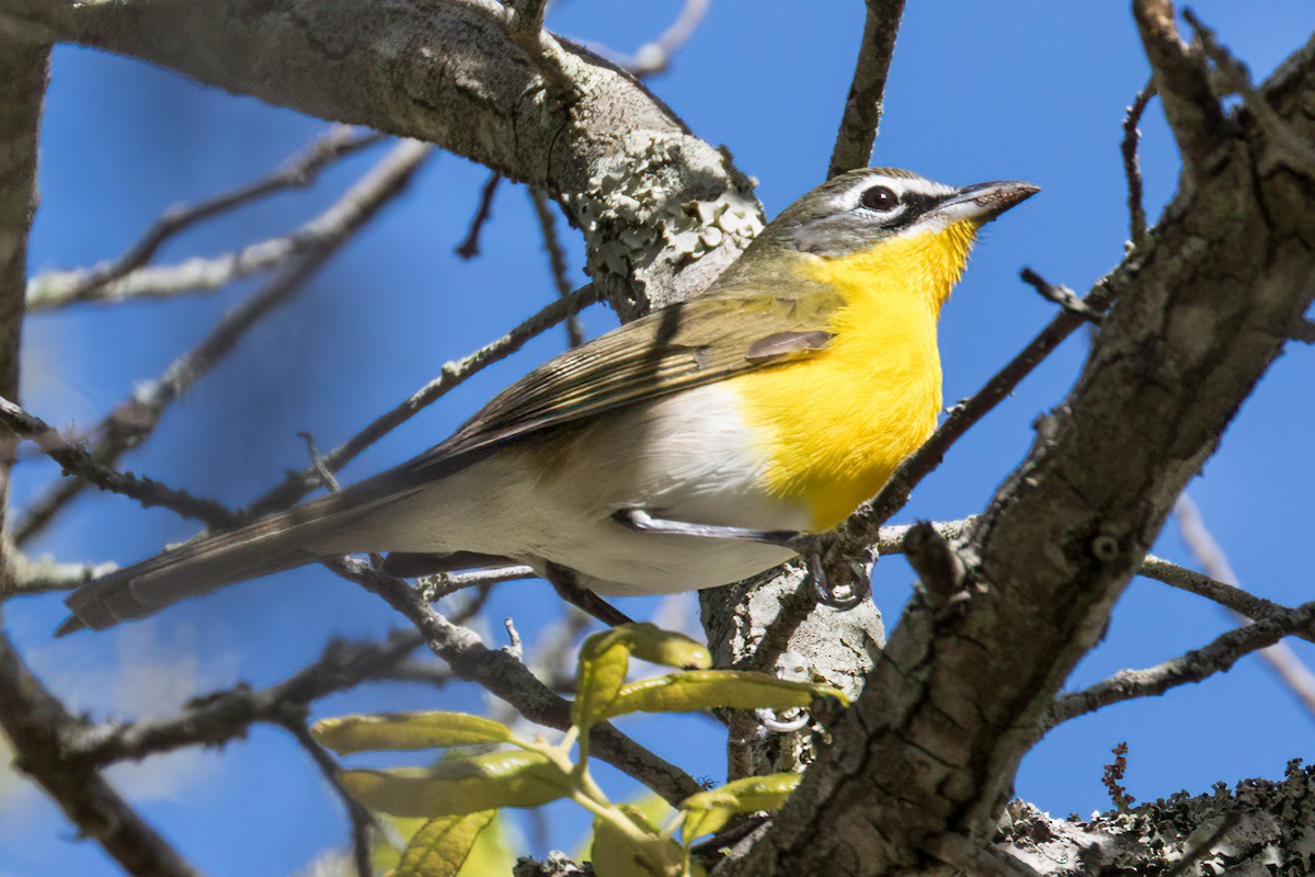 Yellow-breasted Chat - ML617330996