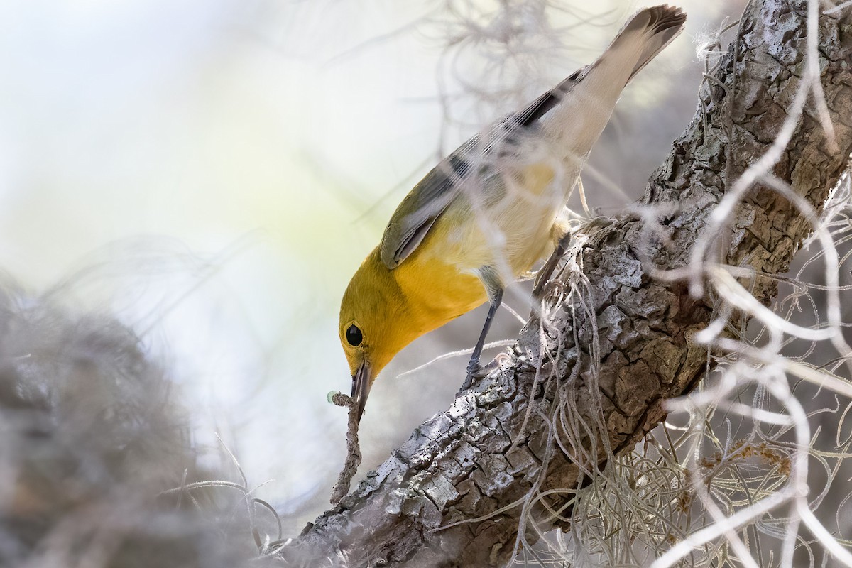 Prothonotary Warbler - ML617331052