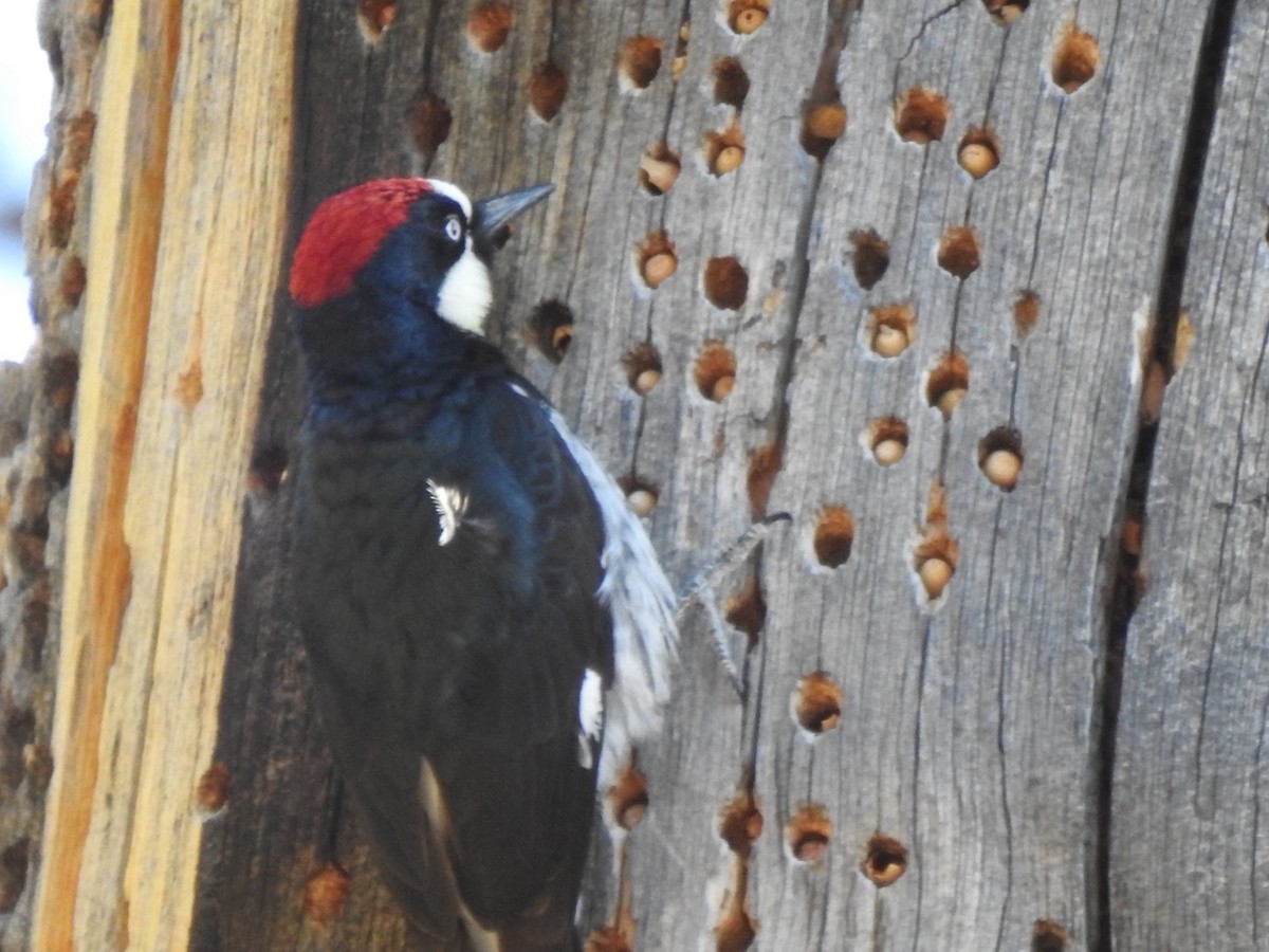 Acorn Woodpecker (Acorn) - ML617331092