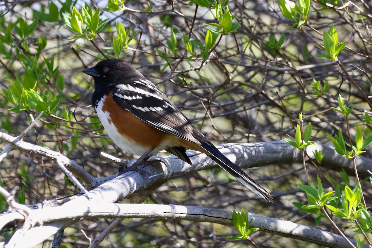 Spotted Towhee - ML617331095
