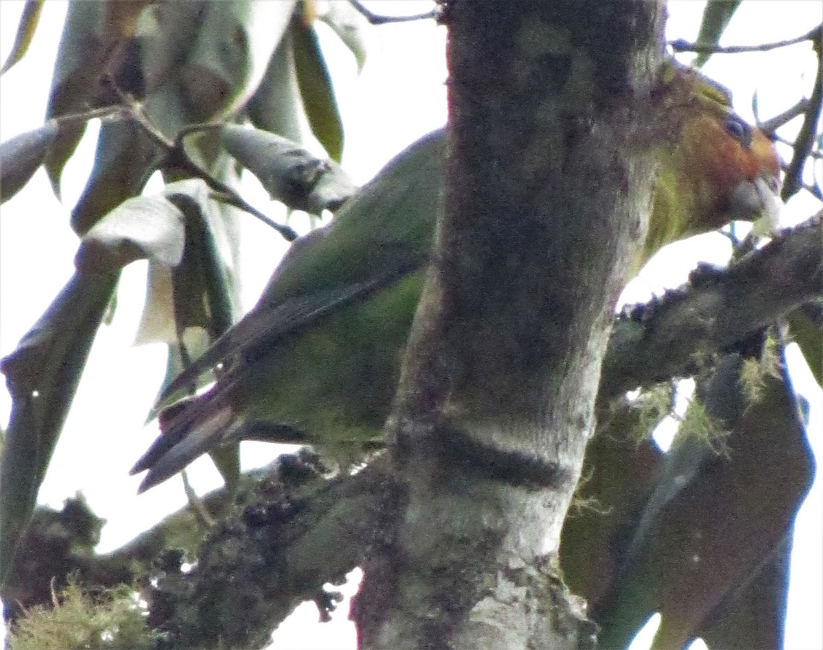 Rusty-faced Parrot - ML617331186