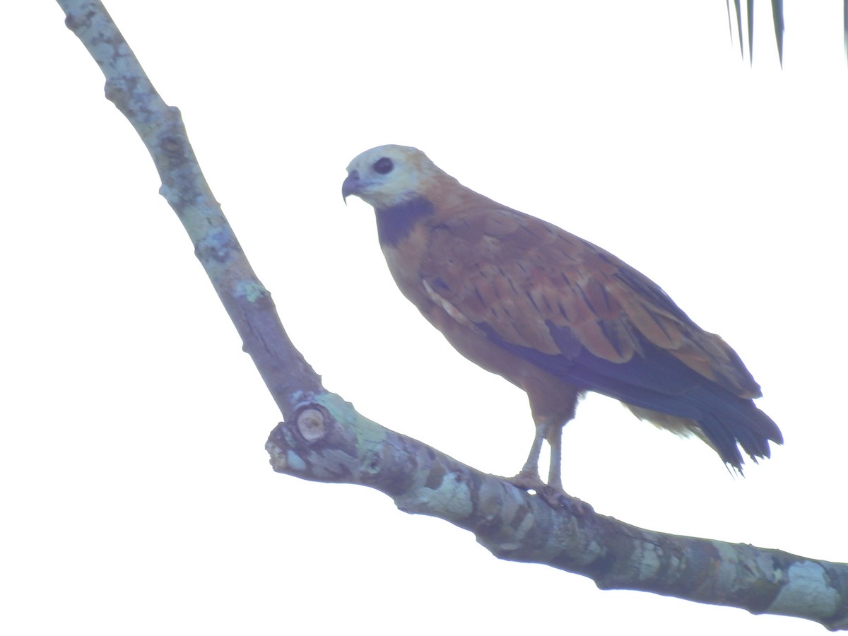 Black-collared Hawk - Raul Afonso Pommer-Barbosa - Amazon Birdwatching