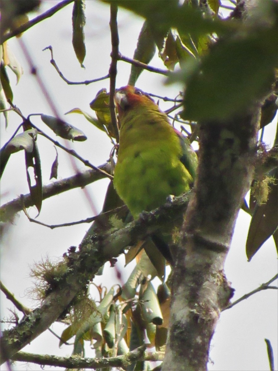 Rusty-faced Parrot - ML617331249