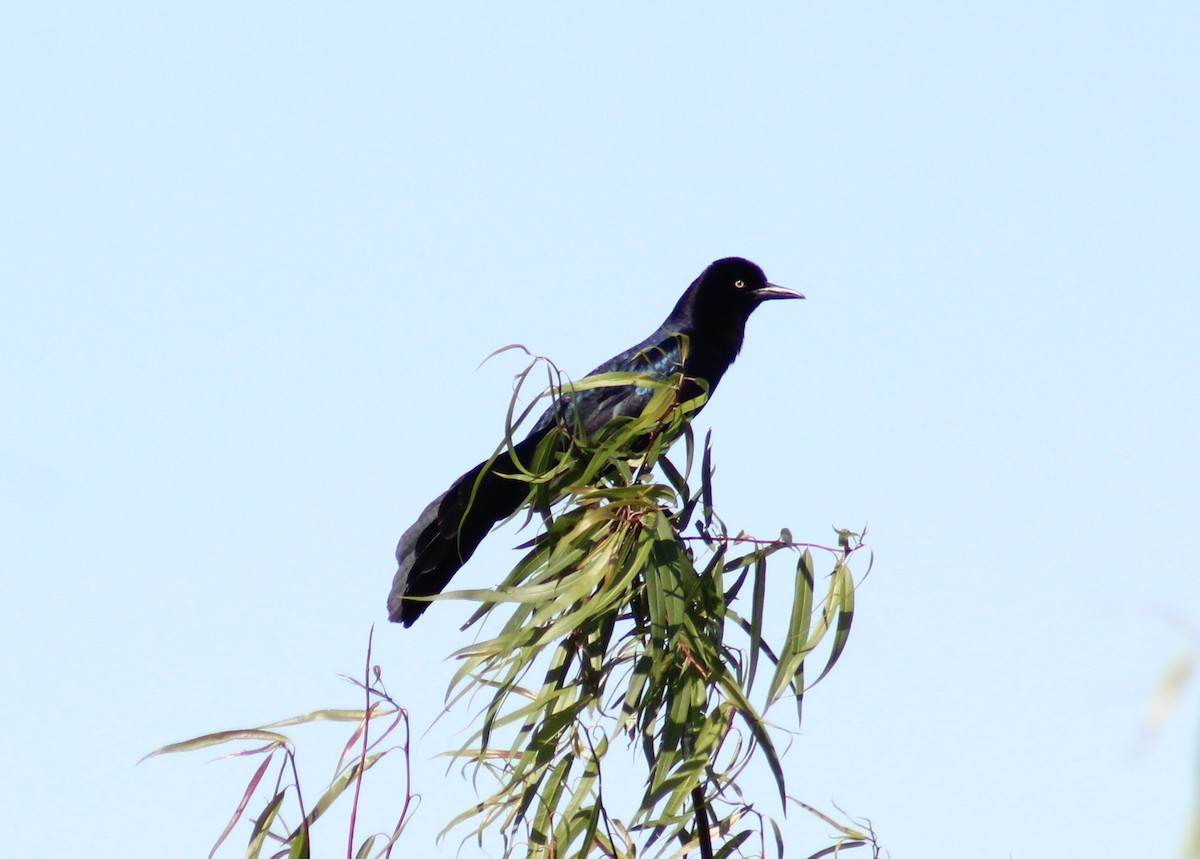 Great-tailed Grackle - ML617331277