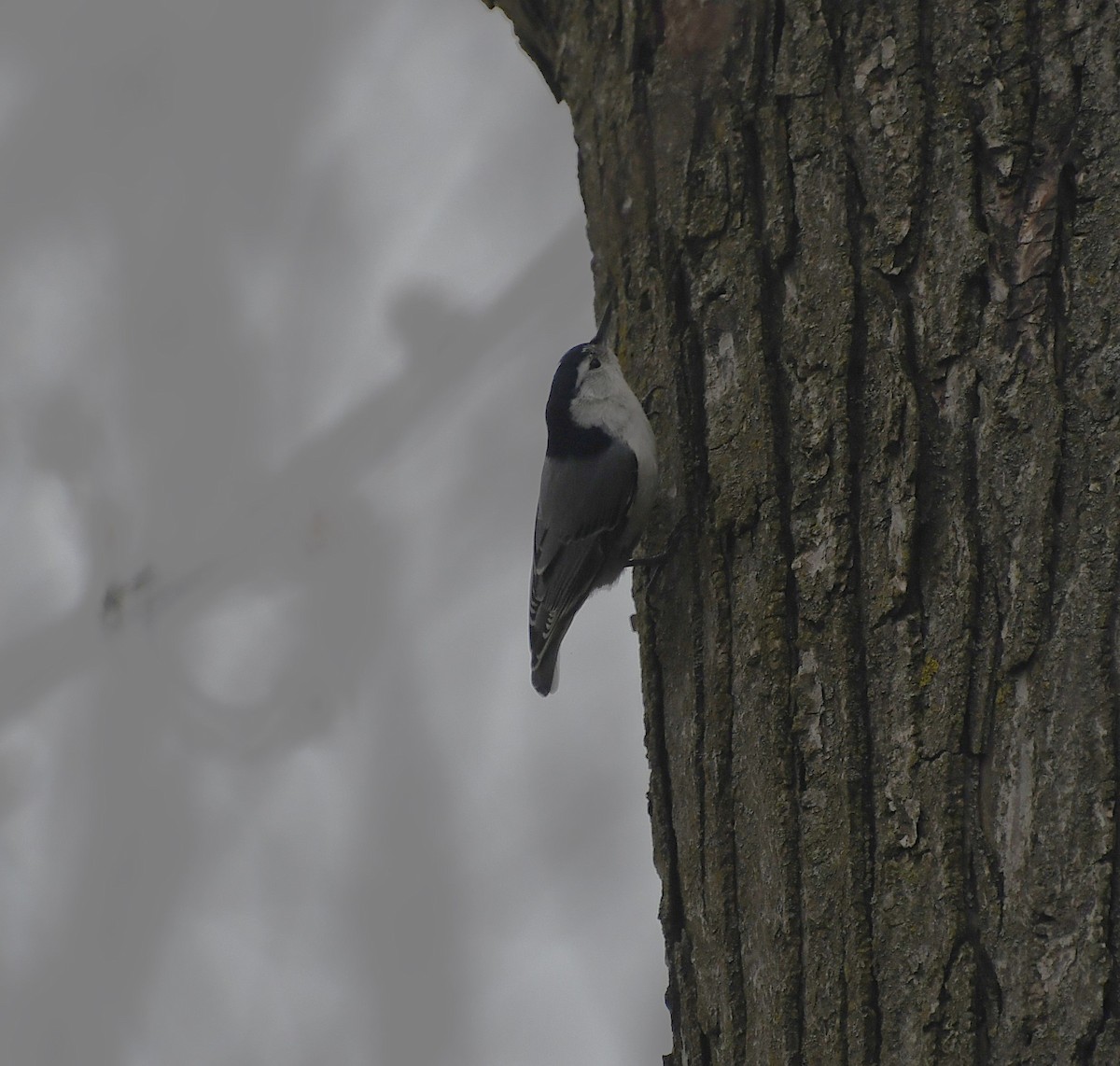 White-breasted Nuthatch - ML617331284