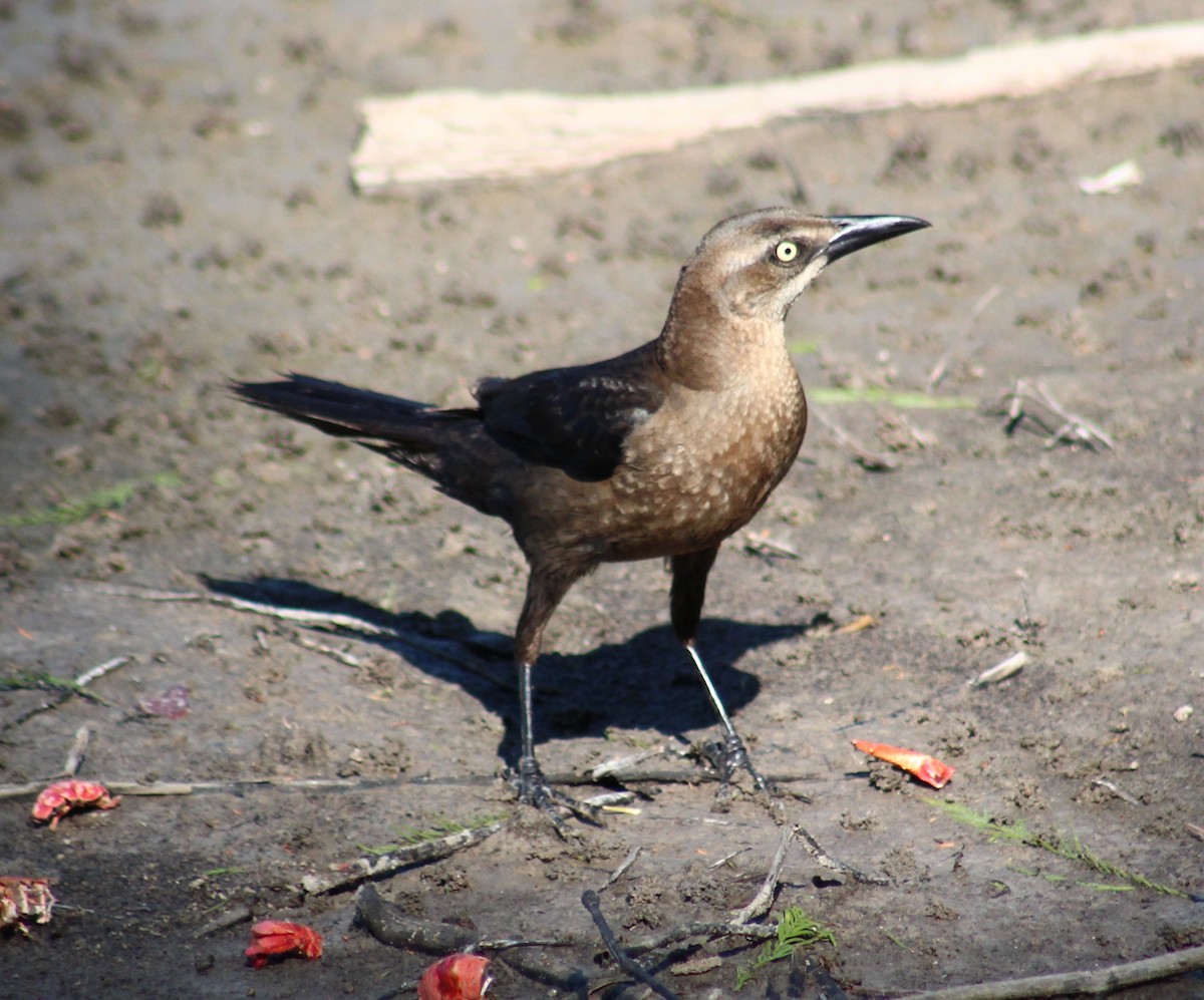 Great-tailed Grackle - ML617331286