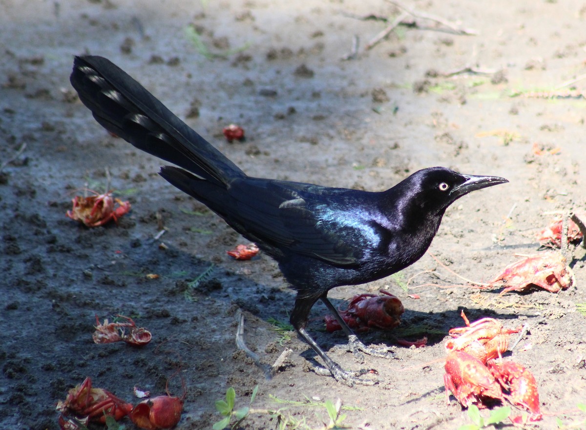 Great-tailed Grackle - ML617331289