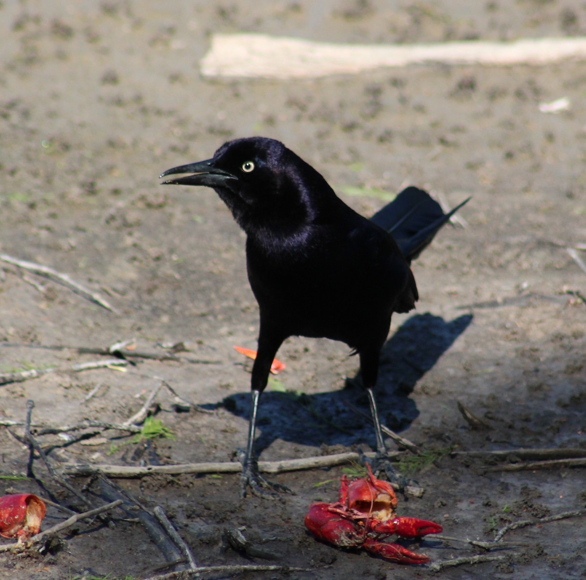 Great-tailed Grackle - ML617331292