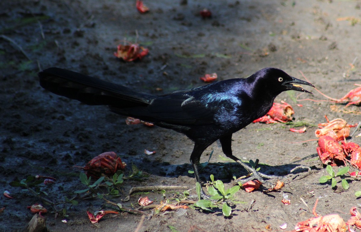 Great-tailed Grackle - ML617331296